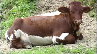 Dolly Buster and Lissy Lou talk dirty on the phone in German porn movie